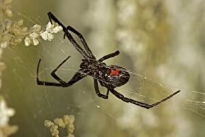 CAN-3671 Black Widow Spider - Female in web