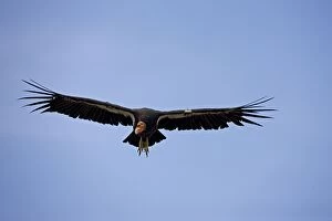 CAN-3674 California Condor - Immature male in flight showing tags