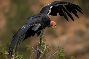 CAN-3675 California Condor - Mature showing wing tag
