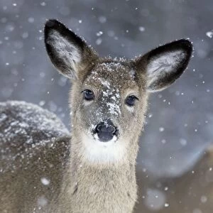 CAN-3753-C White-tailed Deer - Doe in snow