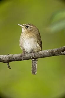 CAN-3943 House Wren - brown-throated race