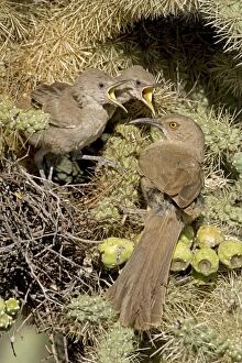 CAN-3966 Curve-billed Thrashers- Adult tending young on nest