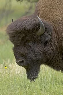 American Bison Gallery: CAN-4362