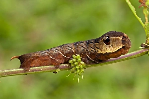 Images Dated 21st July 2011: CAN-4533