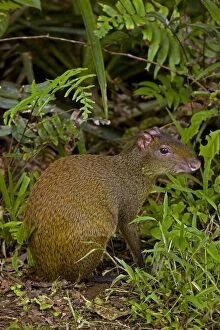 Agouti Gallery: CAN-4545