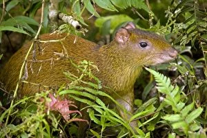 Agouti Gallery: CAN-4570