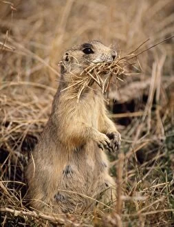 CAN-803 Whitetail Prairie Dog - Collecting nesting material