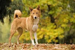 Canaan dog