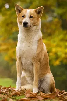 Canaan dog