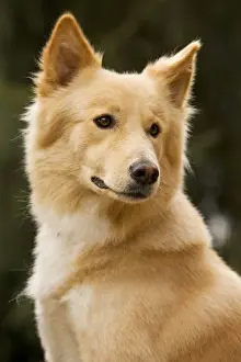 Canaan dog
