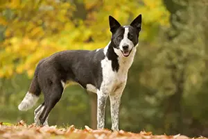 Canaan dog