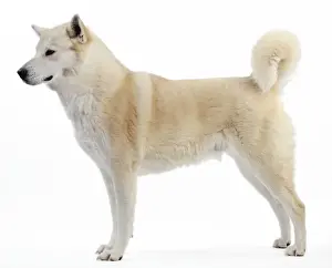 Canaan Dog