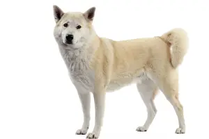Canaan Dog
