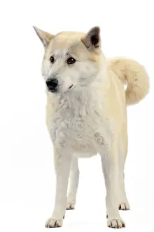 Canaan Dog
