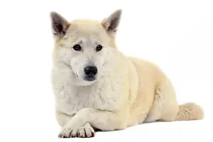 Canaan Dog