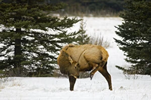 Banff Gallery: Canada, Alberta, Banff National Park. Elk