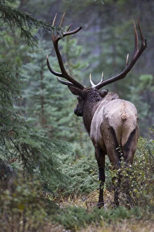 Canada, Alberta. Bull Rocky Mountain Elk