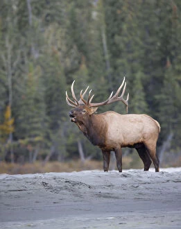 Danita delimont/canada alberta bull rocky mountain elk