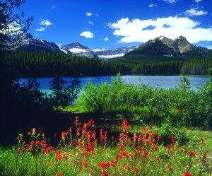 Banff Gallery: Canada, Alberta, Indian Paintbrush Wildflowers