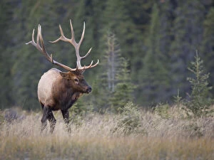 Canada, Alberta. Rocky Mountain Elk (Cervus)
