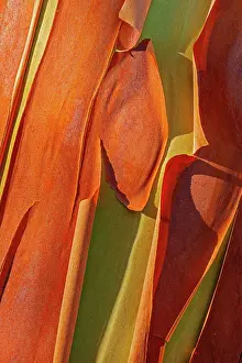 Detail Prints: Canada, British Columbia. Bark detail of madrone tree bark peels. Date: 31-07-2016