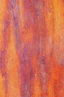 Detail Prints: Canada, British Columbia. Bark detail of madrone tree smooth bark. Date: 31-07-2016