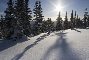 Canada, British Columbia, Smithers. Snow-laden