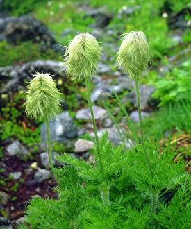 Canada, British Columbia. Wildflowers in