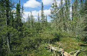 Tundra Prints: Canada - forest tundra North West Territory