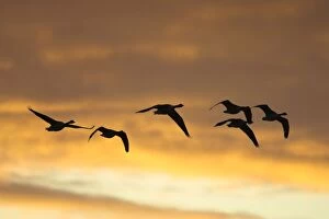 Images Dated 29th August 2006: Canada Geese In flight at dawn silhouette against morning glow. Cleveland, UK