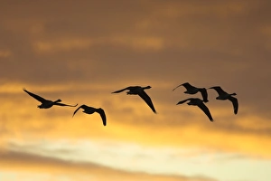Images Dated 29th August 2006: Canada Geese In flight at dawn silhouette against morning glow. Cleveland, UK