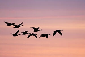 Silhouette Collection: Canada Geese In flight at dawn silhouette against morning glow. Cleveland, UK