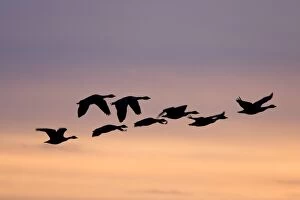 Images Dated 18th September 2006: Canada Geese In flight at dawn silhouette against morning glow. Cleveland, UK