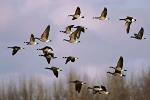 Branta Gallery: Canada geese - flock in flight