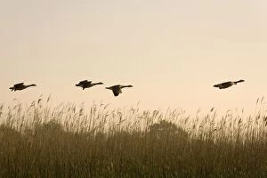 Images Dated 16th May 2004: Canada Geese Four fying over reedbeds at dawn Norfolk UK