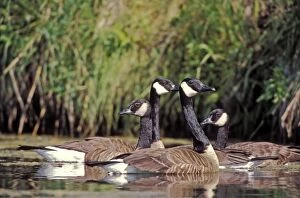 Branta Gallery: Canada Geese, group of four together near lakeshore