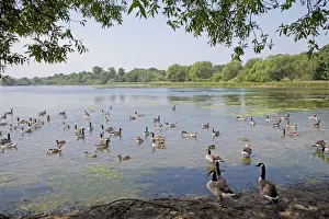 Canada Geese - Hornsea Mere a glacial relict lake East Riding of Yorkshire UK