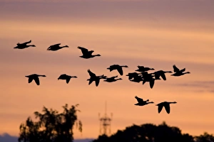 Images Dated 18th September 2006: Canada Geese In low flight over trees at dawn - silhouette against morning glow. Cleveland, UK