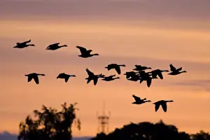 Commuting Prints: Canada Geese In low flight over trees at dawn - silhouette against morning glow