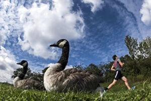Canada Geese with man jogging in the background