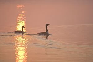 Images Dated 28th March 2007: Canada Geese Pair at sunrise Hickling Broad Norfolk UK