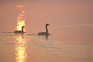 Sunsets And Sunrise Prints: Canada Geese Pair at sunrise Hickling Broad Norfolk UK