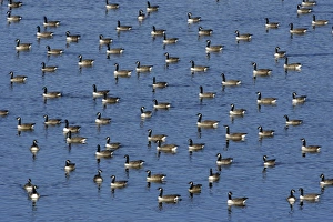 Images Dated 24th October 2007: Canada Geese - resting on Grindon Lough in autumn, beside Hadrian's Wall