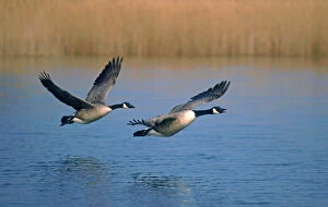 Taking Off Collection: Two Canada Geese Taking Flight Hickling Broad Norfolk UK