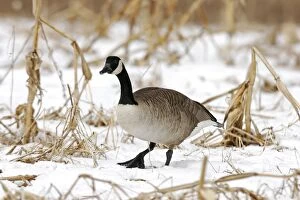 Images Dated 22nd February 2005: Canada Goose