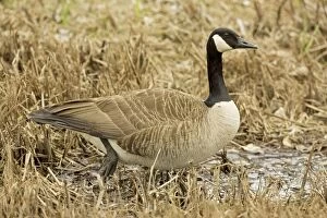 Images Dated 15th November 2004: Canada Goose