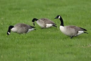 Images Dated 16th May 2006: Canada Goose- 3 geese feeding on meadow, Northumberland UK