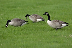 Images Dated 16th May 2006: Canada Goose- 3 geese feeding on meadow, Northumberland UK