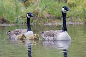 Branta Canadensis Gallery: Canada Goose  adult with goslings