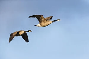 Branta Gallery: Canada Goose - two birds in flight, North Hessen, Germany     Date: 11-Feb-19